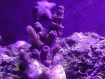 coralshots20120820-02.jpg