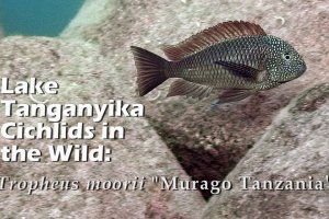 Lake Tanganyika Cichlids in the Wild: Tropheus moorii "Murago Tanzania" (HD 1080p) - YouTube