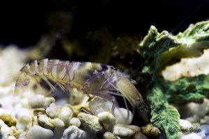 Pistol shrimp (Alpheidae)