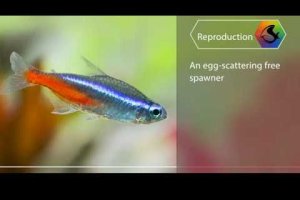 Mini fish profile - Neon Tetra