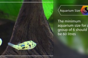 Mini fish profile - Dwarf Puffer