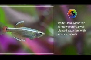 Mini fish profile - White Cloud Mountain Minnow