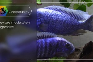 Mini fish profile - Sciaenochromis fryeri