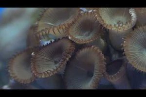 Amphipod's close encounter with Button polyp