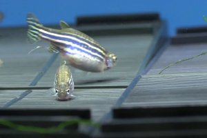 Breeding Zebra Danios
