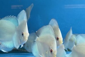 Blue Diamond discus fish