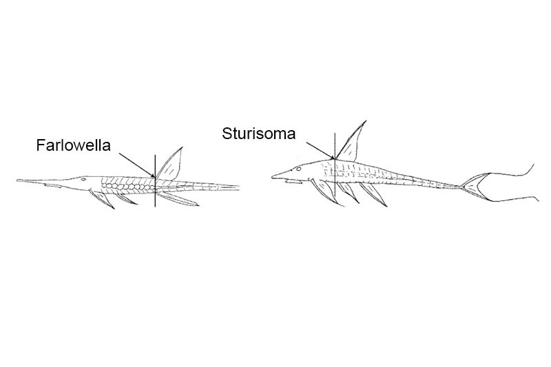 sturisoma-farlowella.jpg