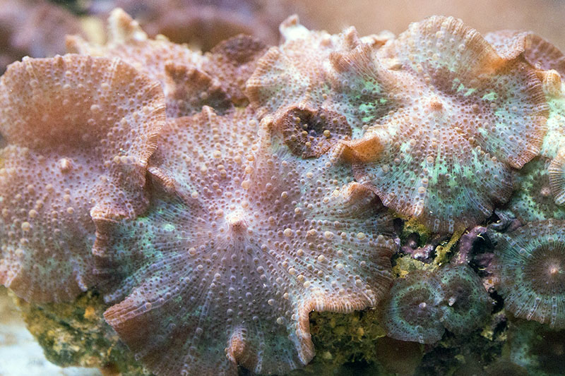Koralni akvarijum - Osvrt.jpg
