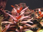 Ludwigia glandulosa 1.jpg