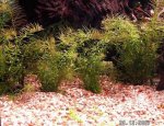 Rotala nanjenshan 1.jpg