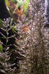 Rotala rotundifolia 2.jpg