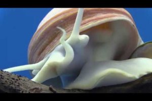 Pomacea diffusa - Apple Snail