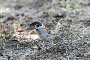 Poljski vrabac - Passer montanus