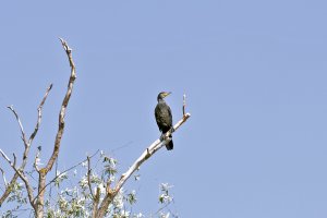 Phalacrocorax carbo - Veliki kormoran