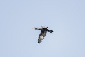 Phalacrocorax carbo - Veliki kormoran