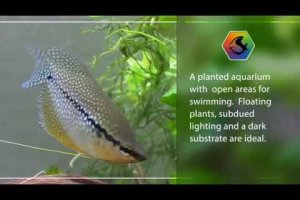 Mini fish profile - Pearl Gourami