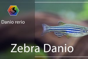 Mini fish profile - Zebra danio
