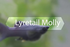 Mini fish profile - Lyretail Molly