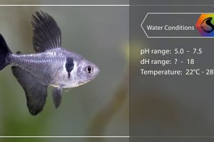 Mini fish profile - Black Phantom