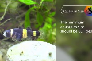 Mini fish profile - Bumblebee goby