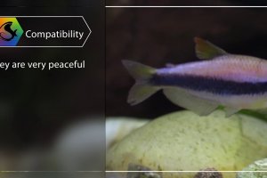 Mini fish profile - Blue Emperor Tetra