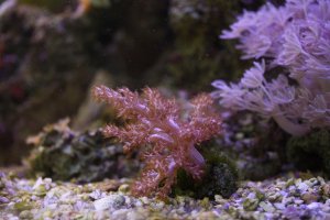 Leather Finger Coral