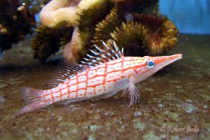Oxycirrhites typus -Longnose hawkfish
