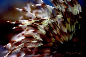 Sabellidae  - Feather duster worm
