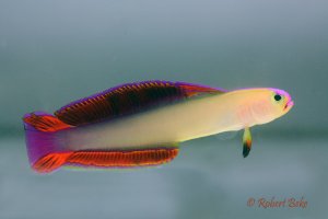 Nemateleotris decora - Purple firefish
