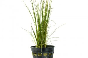 Eleocharis acicularis  - Hairgrass