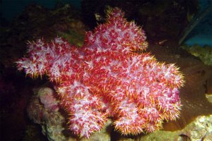 Dendeonephthya - Carnation coral