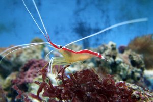 Lysmata amboinensis -Cleaner shrimp