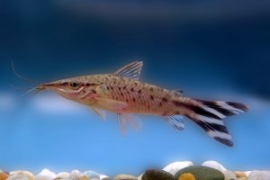 Dianema urostriatum - Flagtail catfish