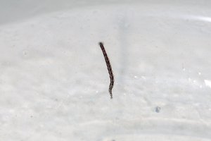 Zeylanicobdella arugamensis