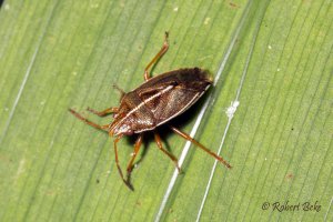 Linear sedge shield bug - Rhopalimorpha lineolaris