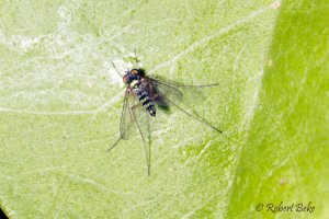 Long legged fly - Euarthropoda