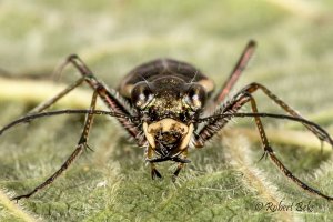 Neocicindela tuberculata - Tiger beetle