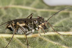 Neocicindela tuberculata - Tiger beetle