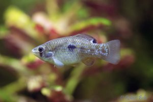 Jordanella floridae - American flagfish