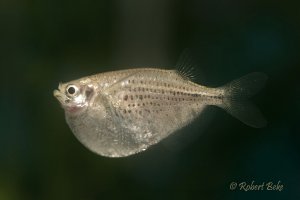 Gasteropelecus maculatus  - Spotted hatchetfish