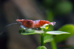 Red Cherry Shrimp - Neocaridina sp.