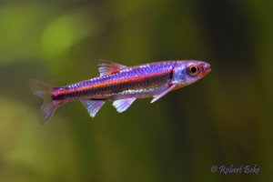 Rainbow shiner - Notropis chrosomus