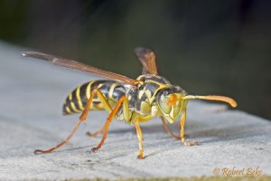 Asian Paper wasp