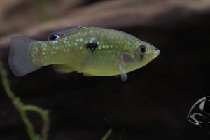 American Flagfish - Jordanella floridae