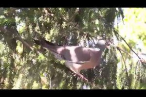 Common wood pigeon - Columba palumbus