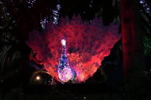 Regal Peacock - TSB Festival of Lights