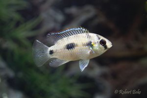 Anomalochromis thomasi - African butterfly cichlid