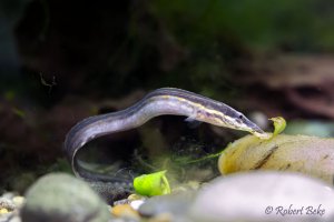 Mastacembelus erythrotaenia - Fire eel
