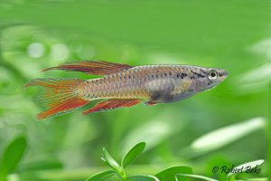 Aphyosemion bivittatum - Two Stripe Lyretail Killifish