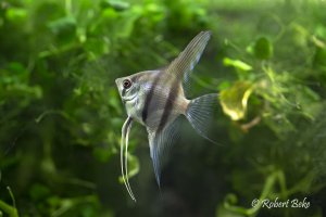 Angelfish - Pterophyllum scalare